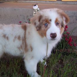 Australian Shepherd Puppies from NiteShade Aussies