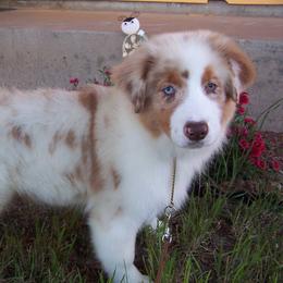 Australian Shepherd Puppies from NiteShade Aussies