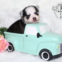 Pomsky Puppies from Palm Tree Pomskies