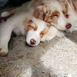 Australian Shepherd Puppies from Polaris Australian Shepherds