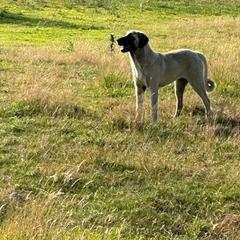 Killi - Kangal