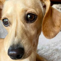 Dachshunds from Ormonde Long Lil’ Doxies