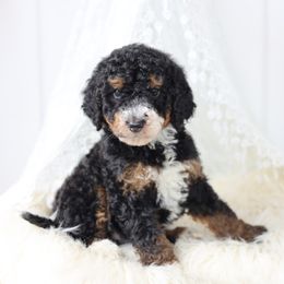Stormy - Black tri-color female Aussiedoodle puppy in Omro, Wisconsin from Crystal Ridge Doodles