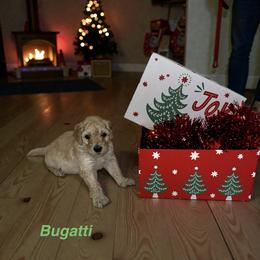 Bugatti - Apricot male Goldendoodle puppy in Sanderson, Florida from Serenity Goldendoodles