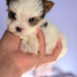 Male 1 - Parti male Yorkshire Terrier puppy in Fredericksburg, Virginia from VA Exclusive Yorkies