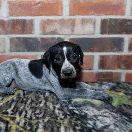 Boykin Spaniel, Dachshund, and German Shorthaired Pointer Puppies from Whiskey River Farm