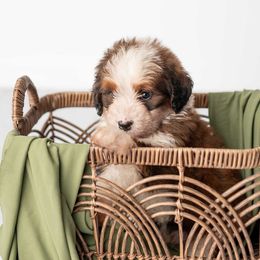 Brooks - Sable male Bernedoodle puppy in Lititz, Pennsylvania from Sleepy Hollow Acres