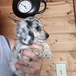 Ducky - Dapple female Dachshund puppy in Cheyenne, Wyoming from Great Basin Hounds