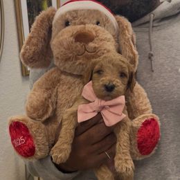 Cobbler - Red  female Goldendoodle puppy in Richmond, Texas from Harper’s Heartbeats