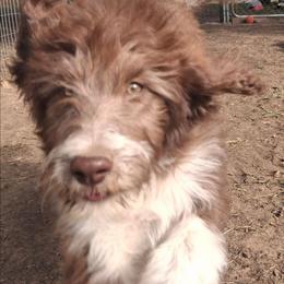 Seraphina - Brown and white female Aussiedoodle puppy in Grand Saline, Texas from Aussies Acre
