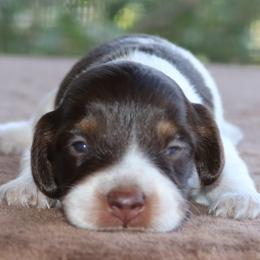 Puppy A Purebred DNA Tested Parents Family Raised - Piebald male Dachshund puppy in Haines City, Florida from Divine Poodle Paradise Standard Poodles & Divine Dachshunds