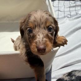 Chocolate Dapple Boy - Dapple male Dachshund puppy in Bakersfield, California from Pretty Dachshunds 661
