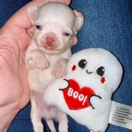 Boo - Cream and white male Chihuahua puppy in Naples, Florida from Naples Tiny Dogs
