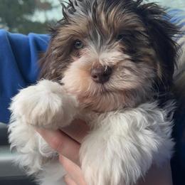 Havanese Puppies from Windy Hill Havanese