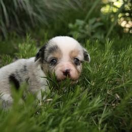 E32 - Blue male Companion Cross puppy in Fairview, South Dakota from Dakota Toy Aussies