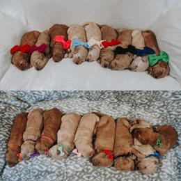 Bernedoodle, Boxer, Goldendoodle, Havapoo, and Poodle Puppies from Lady Paws Puppies