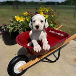 Green collar LUA Male - White and black male Dalmatian puppy in Hawkins, Texas from Snow Dalmatians