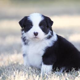 Cookie - Black tri female Miniature American Shepherd puppy in Stephenville, Texas from Diamond H Aussies