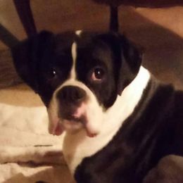 Boxers from NOTELLUMFLAT