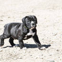 Olde English Bulldogge Puppies from ABK Bulldogges