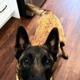 Zena - Belgian Malinois
