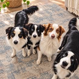 Baylen - Black tri female Miniature Australian Shepherd puppy in Florida from All Champions Mini Aussies & ABW Great Danes
