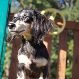 Clarabelle - Dachshund