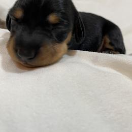 Dachshund Puppies from Desert Dachshunds