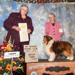 Tatum - Shetland Sheepdog