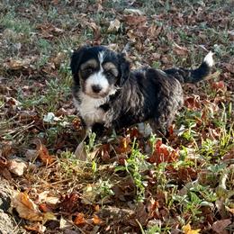 Dean - Black tri-color male Aussiedoodle puppy in Charleston, Arkansas from Lazy S Aussies