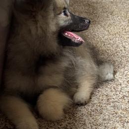 Keeshond and Pomeranian Puppies from Mary Schooner
