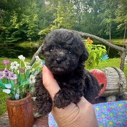 Bitty - Black & white female Maltipoo puppy in Coal City, Indiana from Angel Blue Dogs