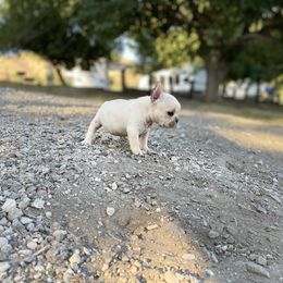 French Bulldog and Labrador Retriever Puppies from Desiree Ortiz's French Bull Dogs and Labrador Retrievers