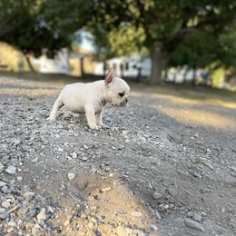 French Bulldog and Labrador Retriever Puppies from Desiree Ortiz's French Bull Dogs and Labrador Retrievers