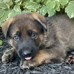 Girl 1 - female German Shepherd puppy in Whitehouse, Ohio from Providence Landhaus