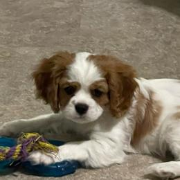 Blenheim Female - dark pink collar - Blenheim female Cavalier King Charles Spaniel puppy in Spokane, Washington from Rolling Meadows Cavaliers
