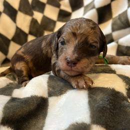 Green Boy - Merle male Goldendoodle puppy in Huntsville, Alabama from Winchester Doodles