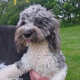 Cockapoo, Maltipoo, Morkie, and Yorkipoo Puppies from Mosaic Merle Doodles