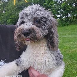 Cockapoo, Maltipoo, Morkie, and Yorkipoo Puppies from Mosaic Merle Doodles