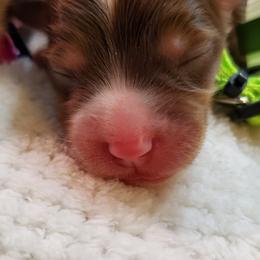 Miniature Australian Shepherd Puppies from Barnyard Mini Aussies