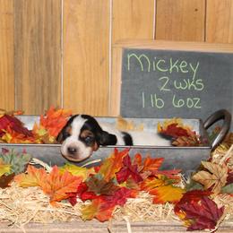 Mickey - Black white and brown female Basset Hound puppy in Dover, Arkansas from S&S American Bassets