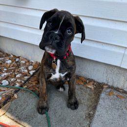 Boxer Puppies from SmashBox Kennel