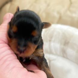 Girl 2 - Black and tan female Yorkshire Terrier puppy in Chesapeake, Virginia from Your Key Breeder