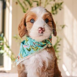 Puddin - Red  female Goldendoodle puppy in Calvin, Oklahoma from BellaDoodles