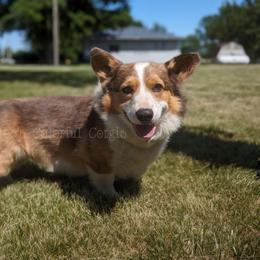 Pembroke Welsh Corgi puppies from Chloe's Colorful Corgis