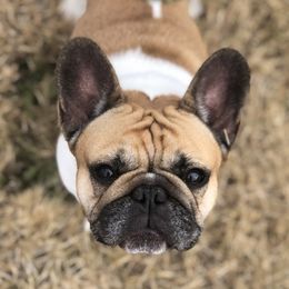 Ivanka - French Bulldog