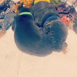 Basset Hound and Labrador Retriever Puppies from Porter Kennels