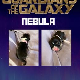 Girl 2 - Black and tan Pembroke Welsh Corgi puppy in Athens, Alabama from Southern Sass Corgis