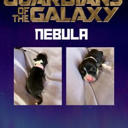 Girl 2 - Black and tan Pembroke Welsh Corgi puppy in Athens, Alabama from Southern Sass Corgis