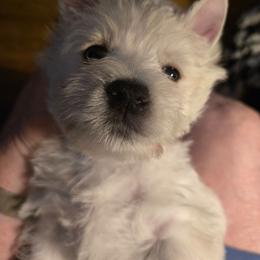 Black collar westie - White male West Highland White Terrier puppy in Calera, Alabama from Debra's Pups